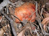 Leccinum manzanitae image