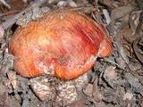 Leccinum manzanitae image