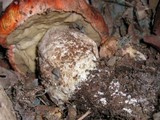 Leccinum manzanitae image