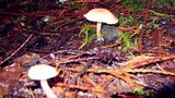 Gymnopus dryophilus var. lanipes image