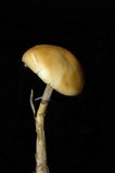 Protostropharia semiglobata image