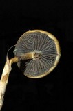Stropharia semiglobata image