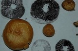 Protostropharia semiglobata image