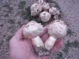 Agaricus texensis image