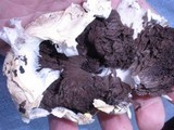 Agaricus texensis image