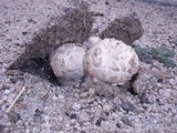 Agaricus texensis image