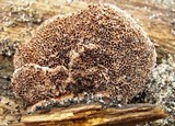 Coriolopsis gallica image