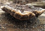 Coriolopsis gallica image