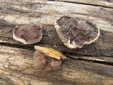 Coriolopsis gallica image