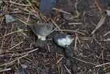 Helvella leucomelaena image
