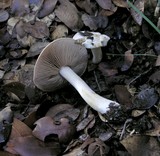 Hebeloma crustuliniforme image