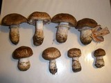 Agaricus pattersoniae image