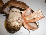 Agaricus pattersoniae image
