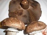 Agaricus pattersoniae image
