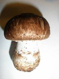 Agaricus pattersoniae image