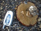 Leccinum manzanitae image