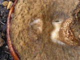 Leccinum manzanitae image