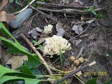Tremellodendron pallidum image