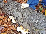 Royoporus badius image