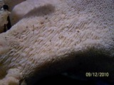 Bondarzewia berkeleyi image