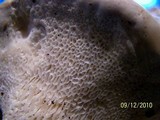 Bondarzewia berkeleyi image