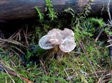 Clitocybe sclerotoidea image
