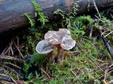 Clitocybe sclerotoidea image