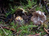 Clitocybe sclerotoidea image