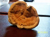 Bondarzewia berkeleyi image