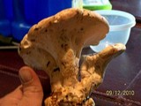 Bondarzewia berkeleyi image