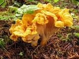 Cantharellus formosus image