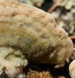 Phaeocalicium polyporaeum image