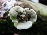 Gloeoporus dichrous image