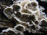 Gloeoporus dichrous image
