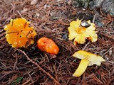 Hygrocybe aurantiosplendens image