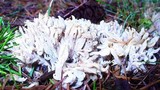 Clavulina coralloides image