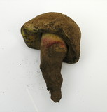 Boletus rubripes image