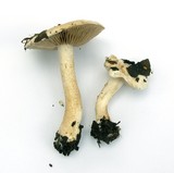 Hebeloma crustuliniforme image