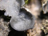 Leptogium burnetiae image