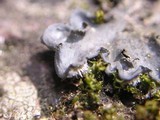 Leptogium burnetiae image