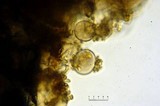 Melanophyllum haematospermum image