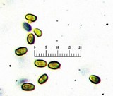 Melanophyllum haematospermum image