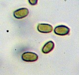 Melanophyllum haematospermum image