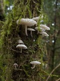 Hemimycena candida image