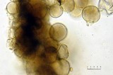Melanophyllum haematospermum image