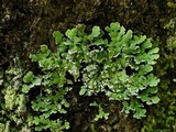 Anzia ornata image