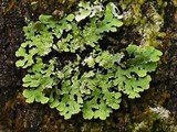 Anzia ornata image