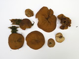 Discina ancilis image