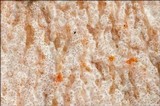 Hypomyces lateritius image