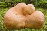 Hypomyces lateritius image